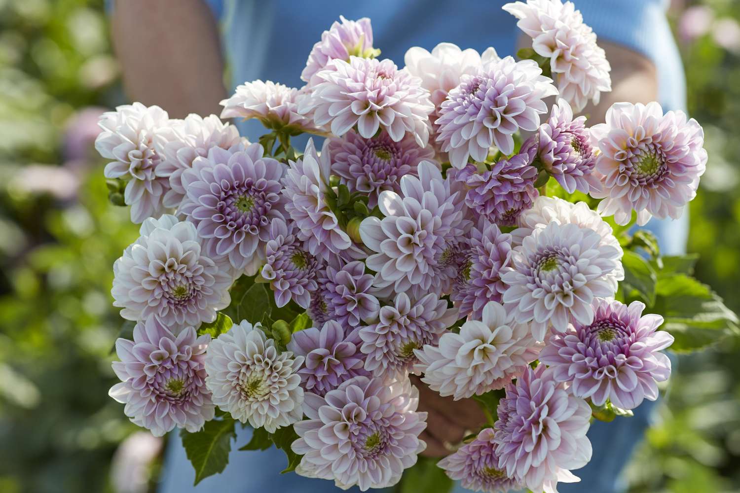 Dahlie 'Pink Silk'